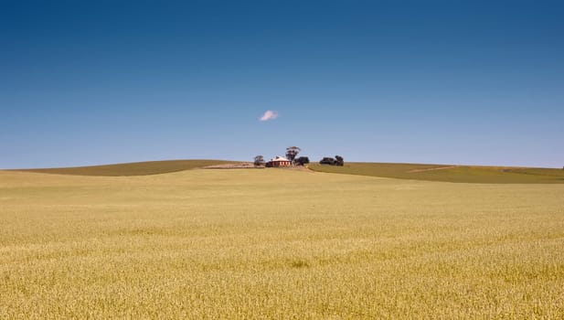 fields of wheat in the countryside at burra south australia