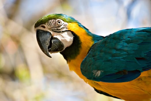 a big bright colourful macaw looks back over its shoulder