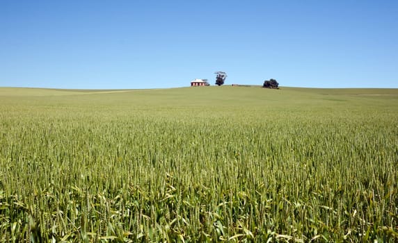 old house in the field of wheat in the countryside