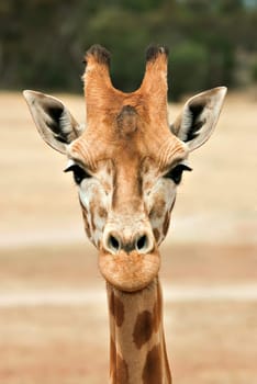 giraffe at eye level