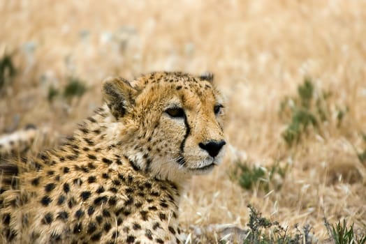 cheetah laying down and looking around