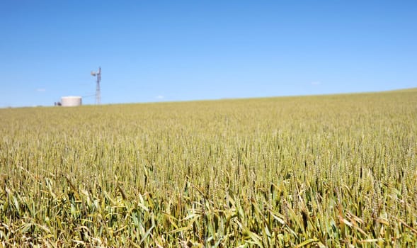 windmill in field of wheat landscape