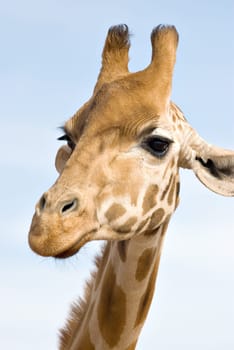 a giraffe close up and at eye level