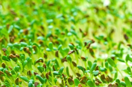 Sprouts of Alfalfa