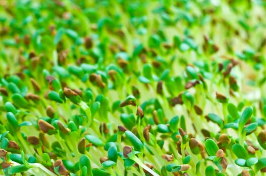 Sprouts of Alfalfa