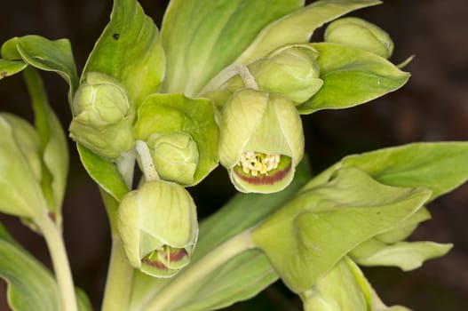 Helleborus foetidus