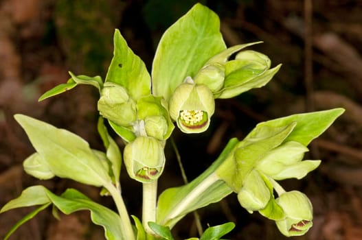 Helleborus foetidus