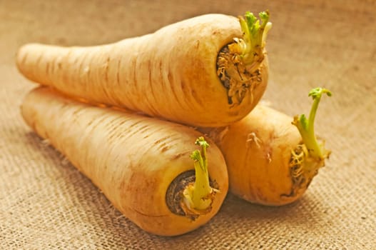 Retro Vegetable Parsnip