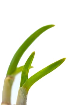 Garlic with germ