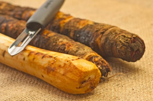 Retro vegetables salsify