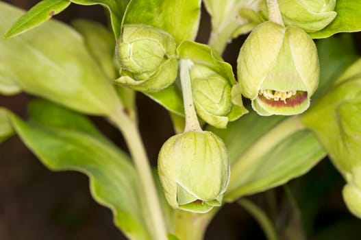 Helleborus foetidus