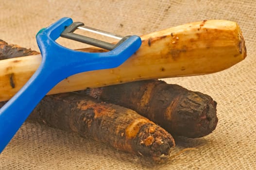 Retro vegetables salsify
