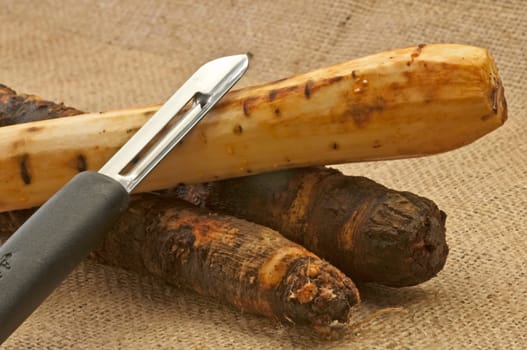 Retro vegetables salsify