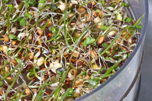 various sprouts