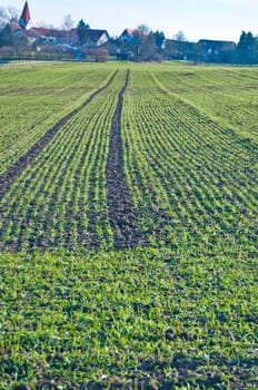 Wheatfield