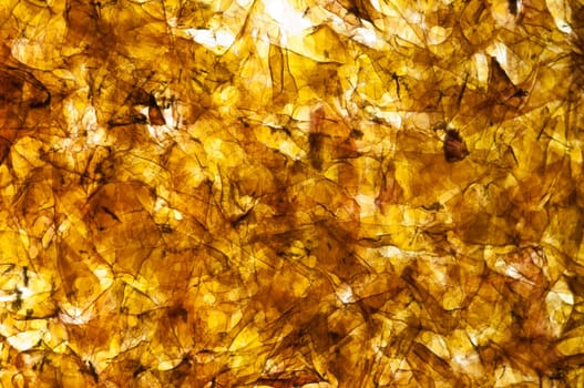 Nori seaweed for sushi