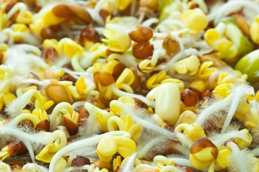 various sprouts