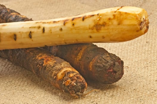 Retro vegetables salsify
