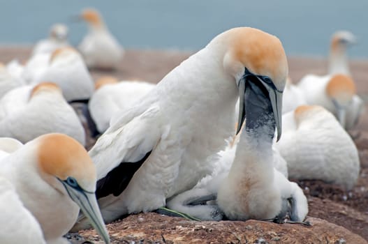 Feeding