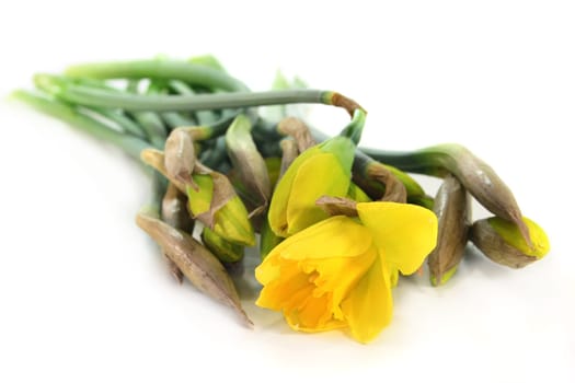a bunch of daffodils against a white background