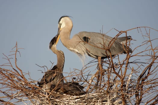 Great Blue Heron (Ardea Herodias) feeding her hungry babies in the Florida Everglades