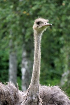 Neck and head of a grey ostrich surrounded by green vegetation