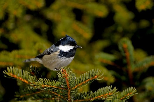Fir