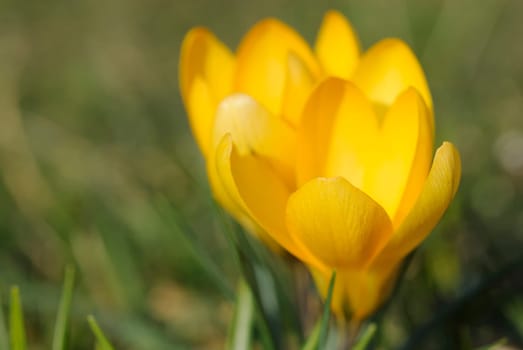 Spring Air 2