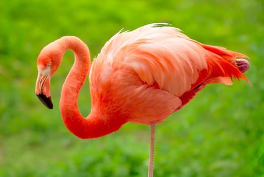 Flamingo standing on one leg against green blurred background