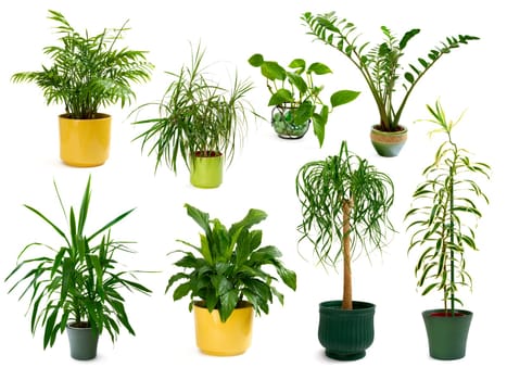 Eight different houseplants as a set,cut out on white in the studio
