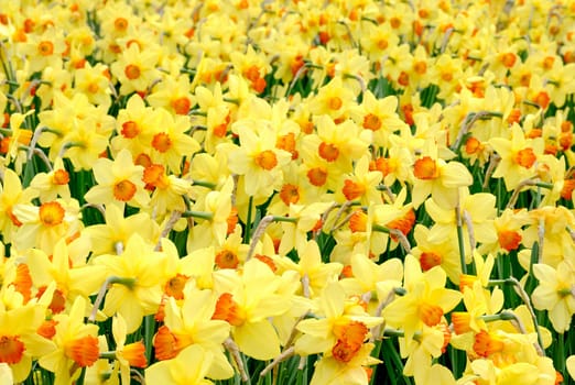 Exterior shot of a dense bed of yellow daffodils,filling the format