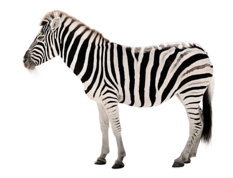 High-resolution clipping of a beautiful female zebra