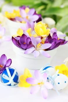 Easter detail with crocus flowers or spring motive