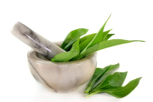 fresh wild garlic against a white background