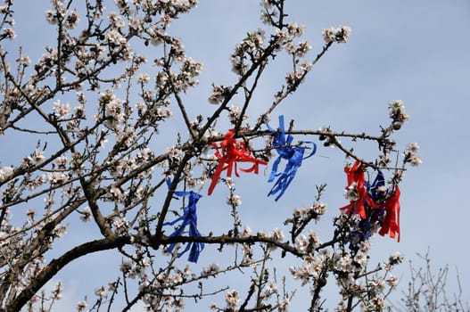 Kite tail tangled on blooming almond trees.