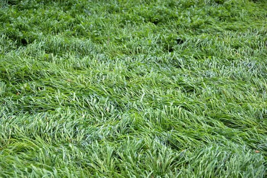 Grass undulating in the breeze. Abstract background.