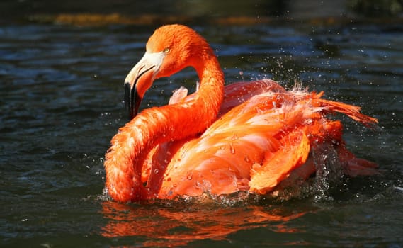Bathing fun
