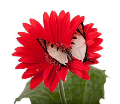 Four Bar Butterfly on a Red Daisy