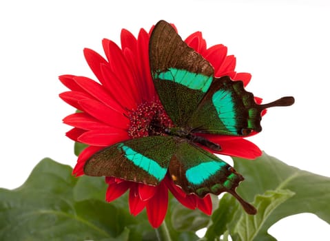 Emerald Swallowtail Butterfly on a Red Daisy