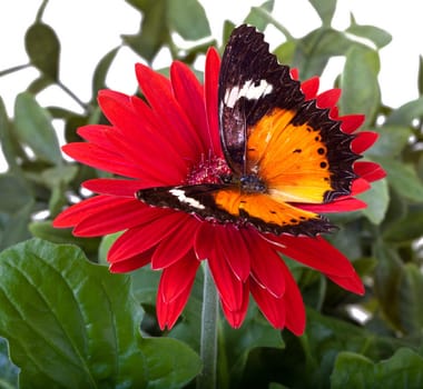 Malay Lacewing Butterfly (Cethosia hypsea hypsina) on Red Gerbera Daisy