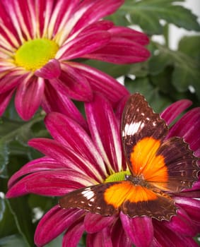 Red Lacewing Butterfly on Red Mum