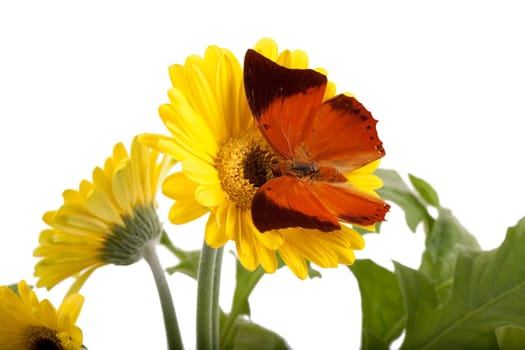 Tawny Rajah Butterfly [Charaxes bernardus] on a Yellow Daisy