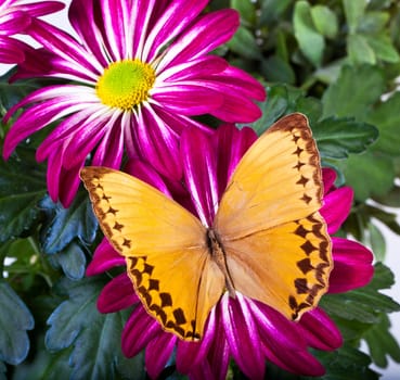 Howqua Butterfly on Red Mum