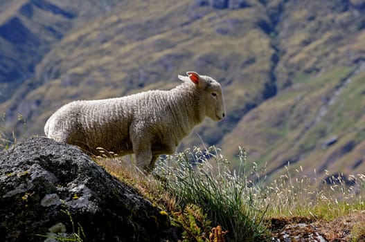 Sheep