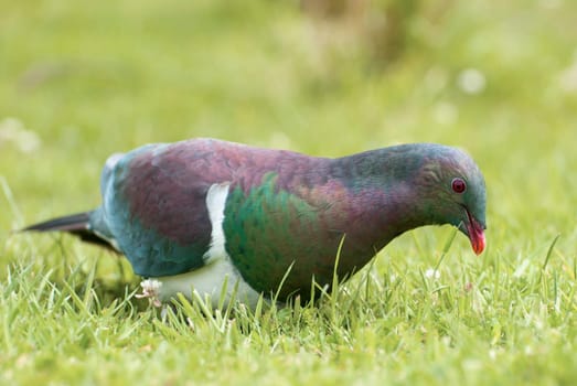 Maori Fruit Dove II