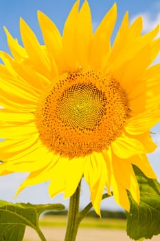 Sunflower