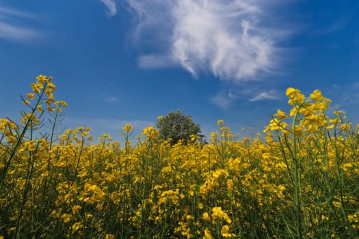 yellow flowers on a sky blue field