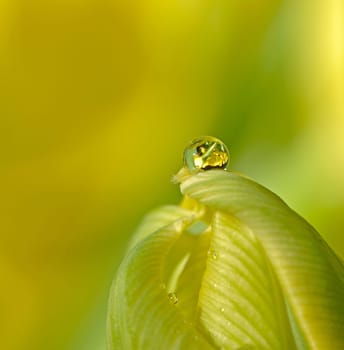 Dewdrop