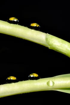Waterdrop