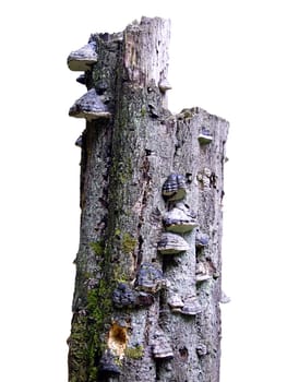 Tree as the final destination